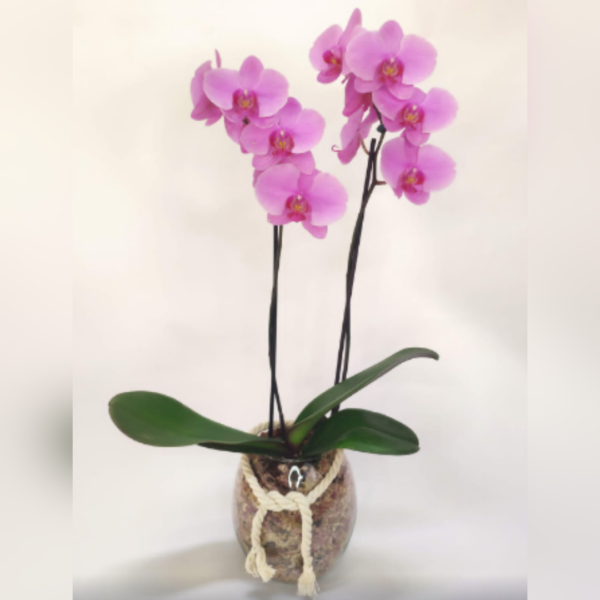 Orquídea